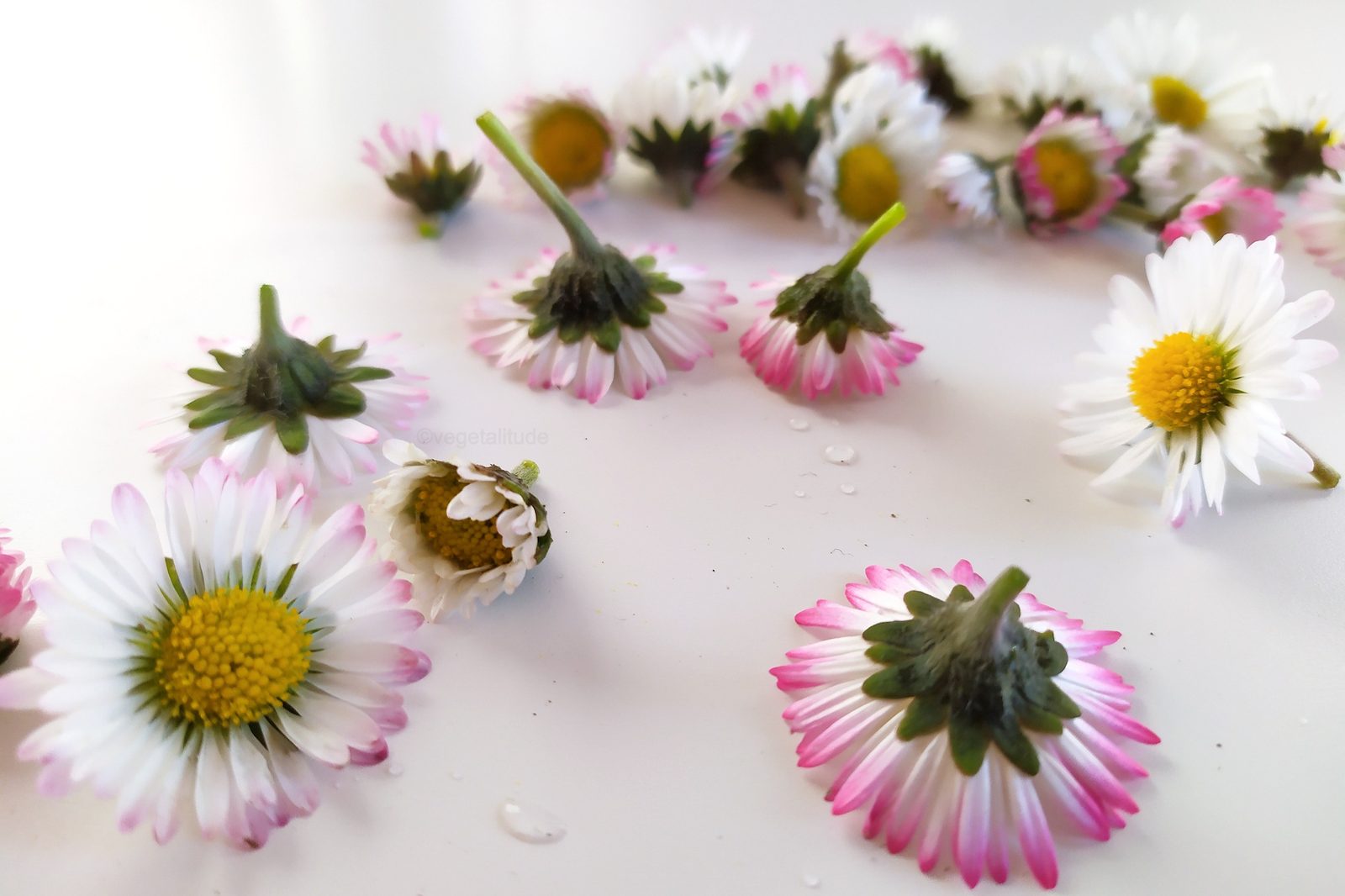 Pâquerette fraichement cueillies