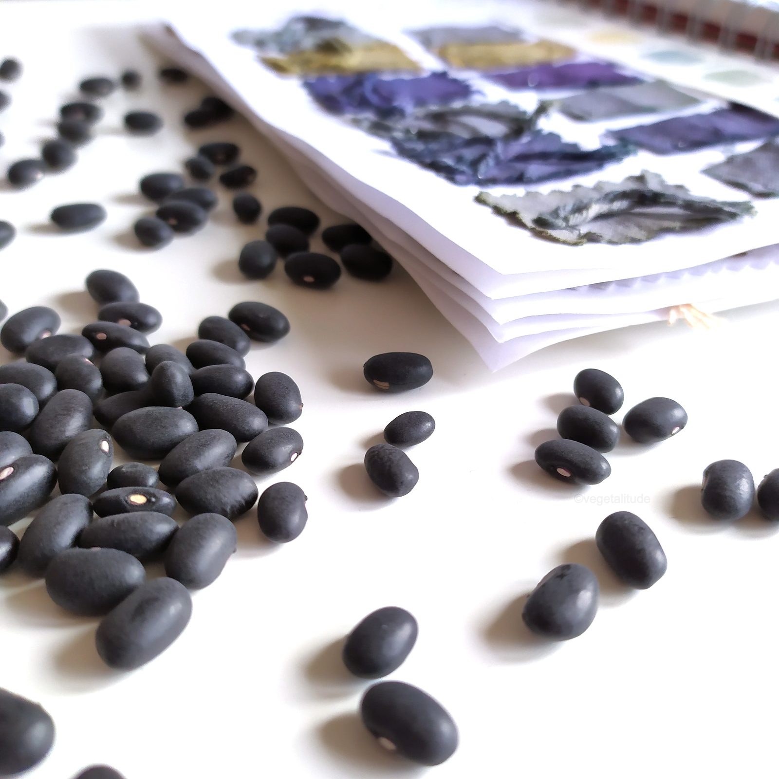 Nuancier de teintures végétales aux haricots noirs