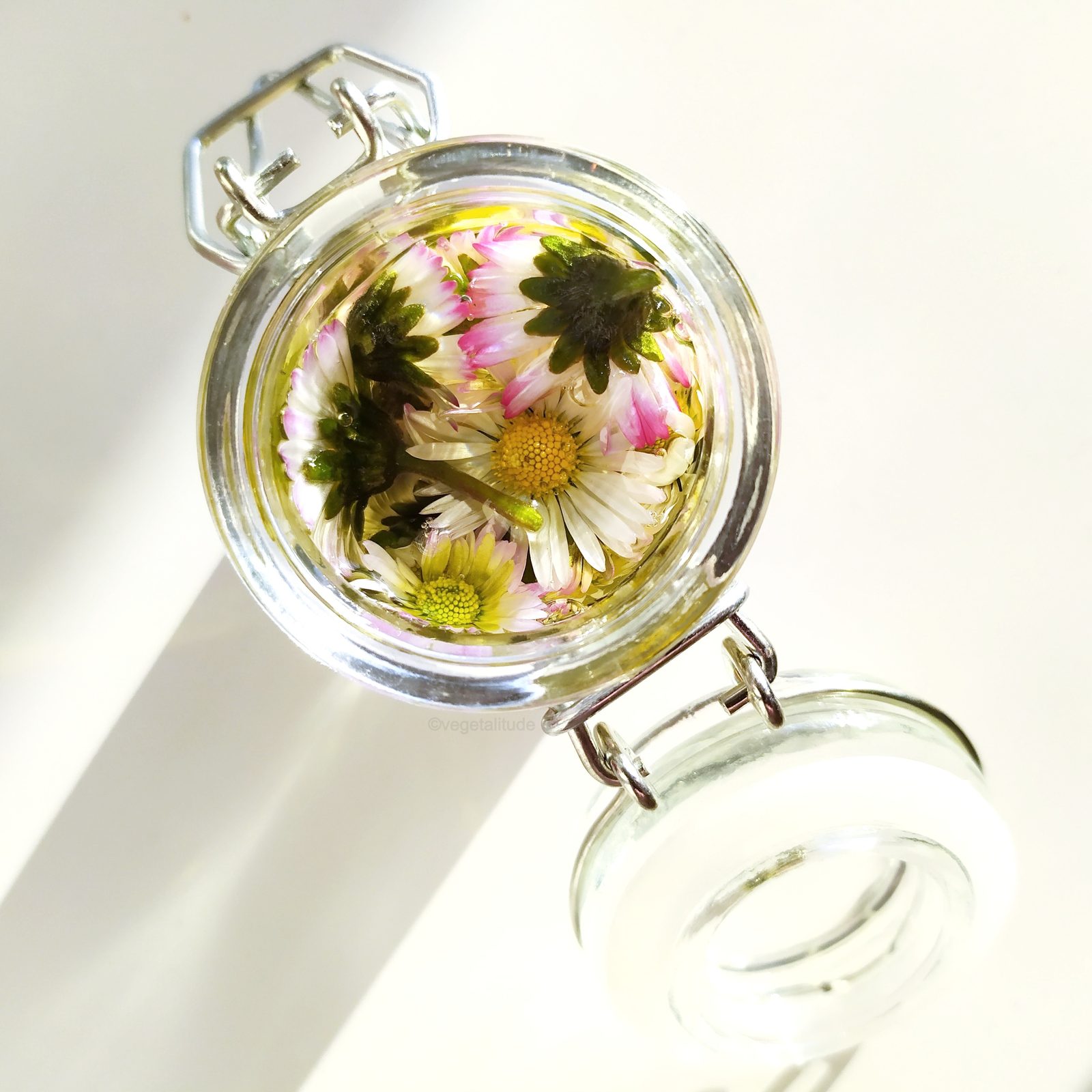 Macérât de Bellis perennis ou pâquerette