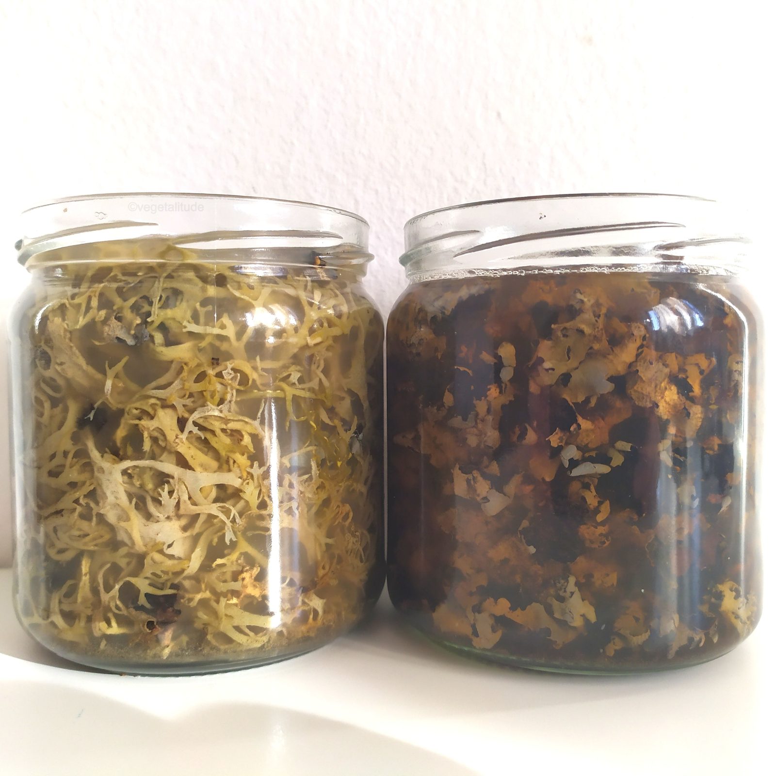 bains de teintures aux lichens evernia prunastri et parmelia fungus