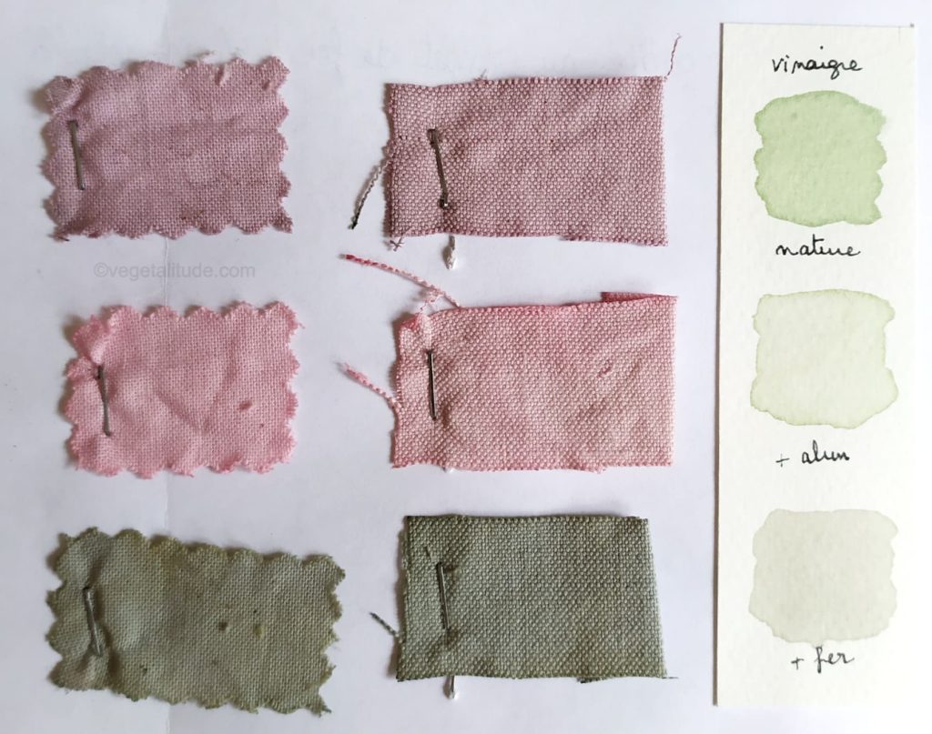teinture aux baies de lierre et vinaigre