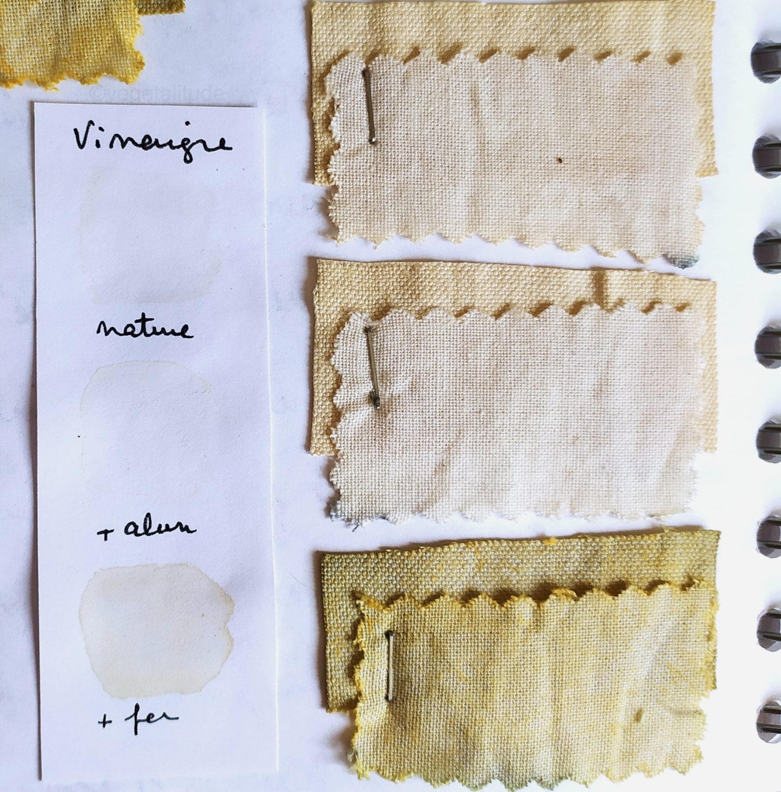teinture végétale aux écorces de bouleau et vinaigre