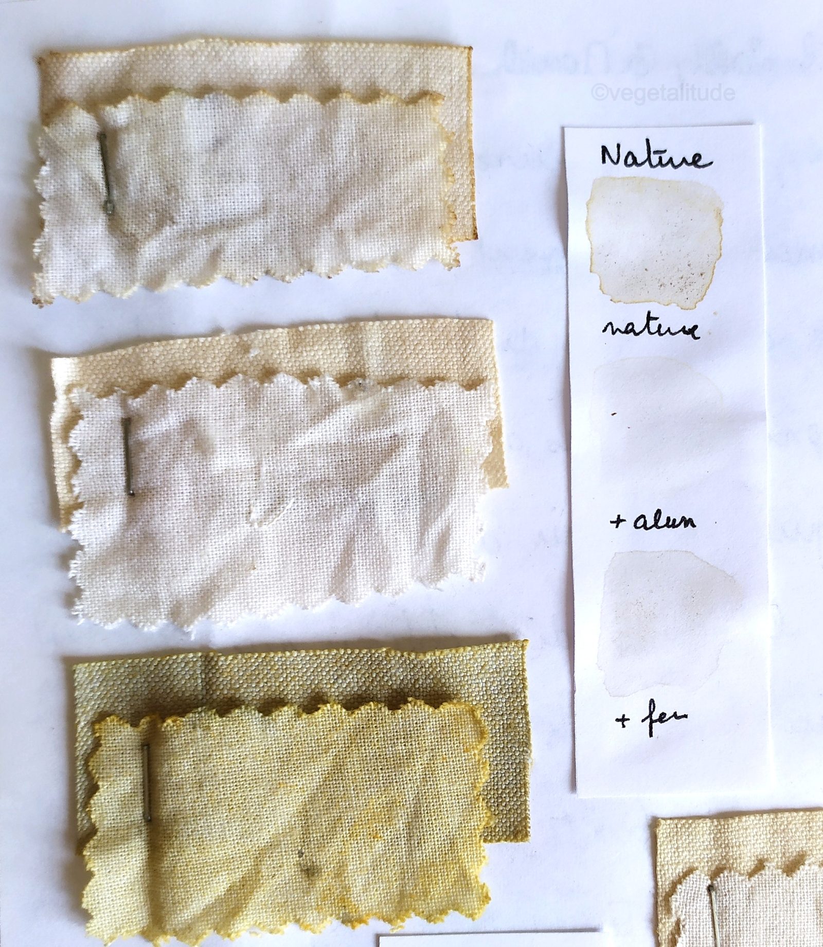 teinture végétale aux écorces de bouleau nature