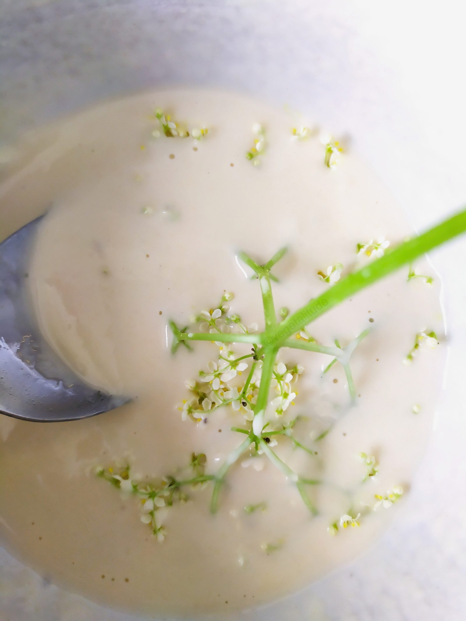 fleurs de sureau dans la pate à beignets