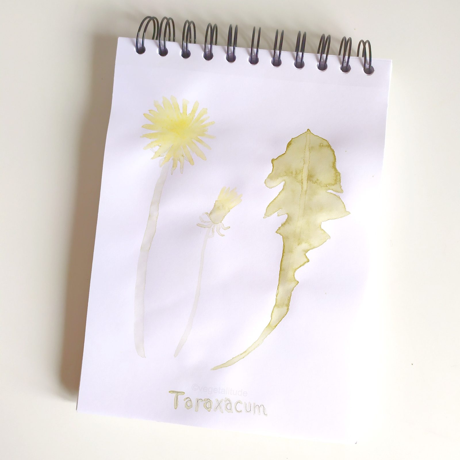 Aquarelle botanique á la teinture de fleurs de pissenlit