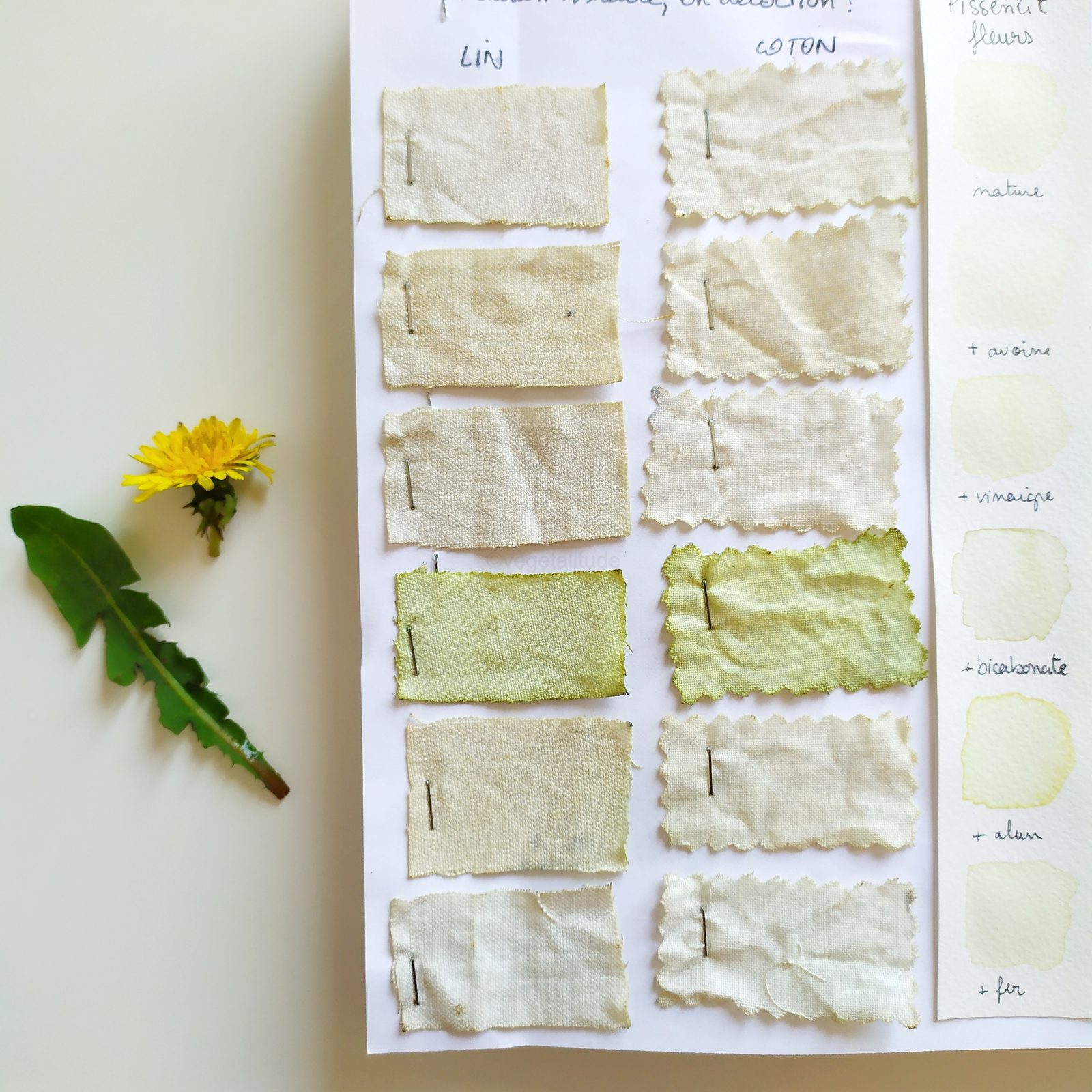 Nuancier de teintures végétales aux fleurs de pissenlit
