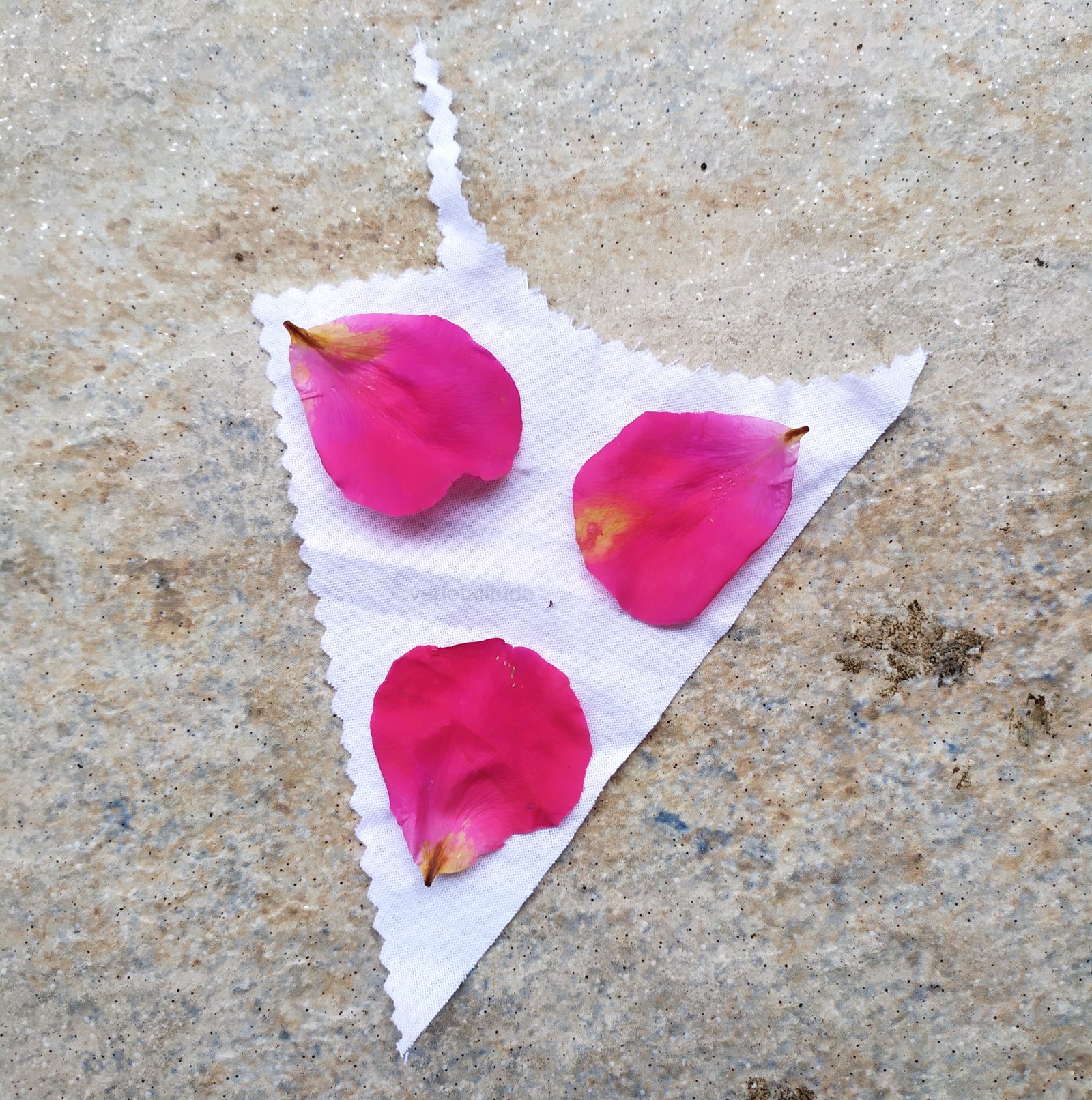 pétales de rose sur tissu blanc en coton