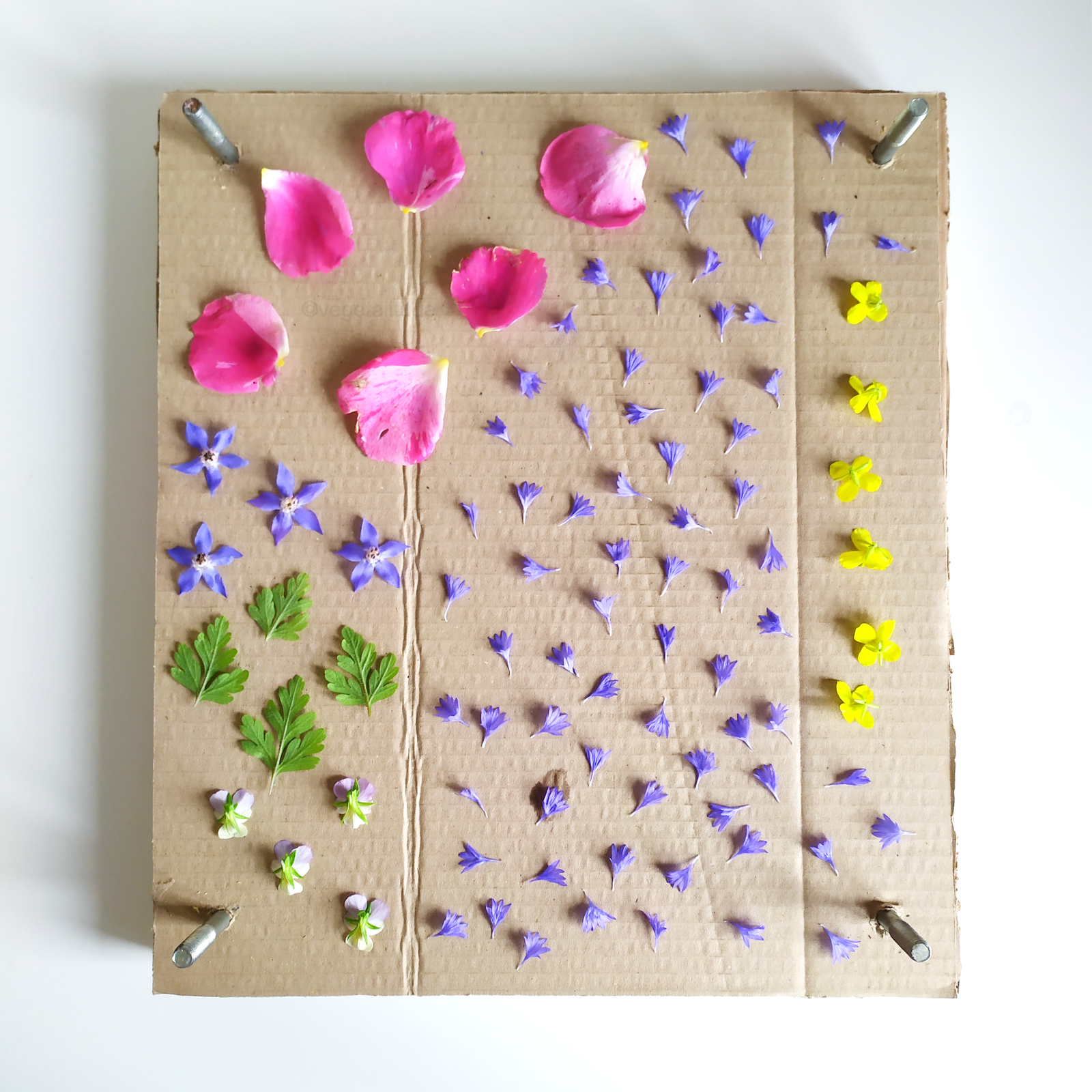 séchage sous presse de pétales, fleurs et feuilles