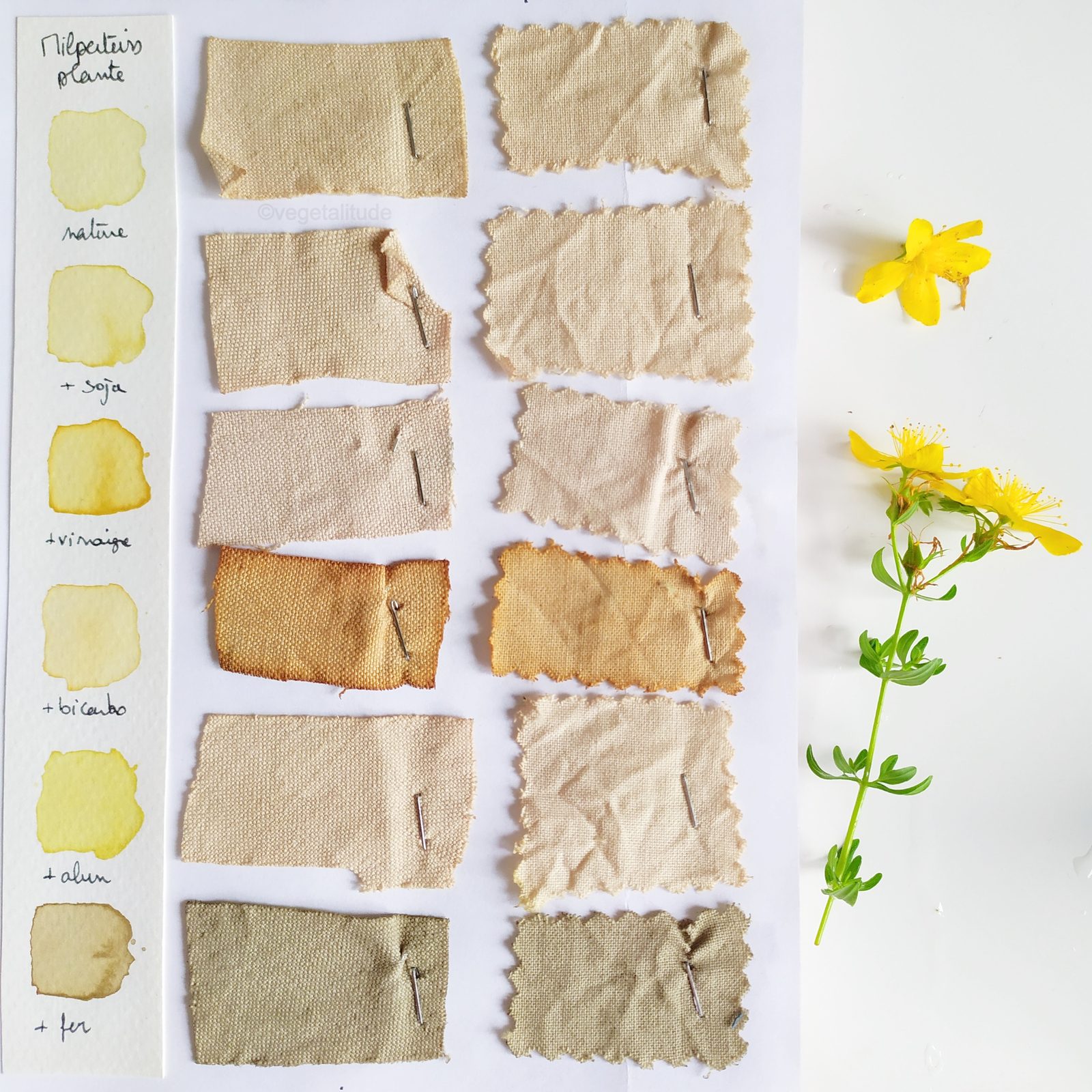 Nuancier de teintures végétales aux fleurs de millepertuis