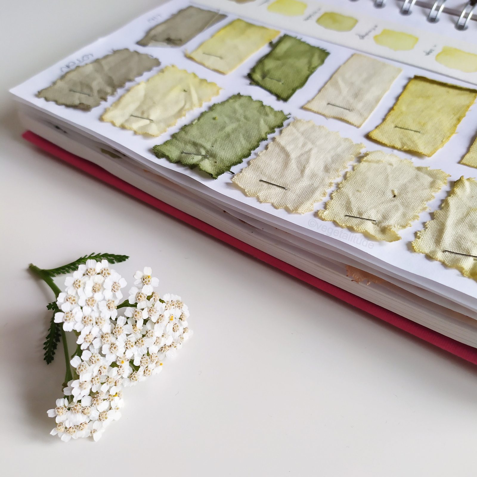 teinture végétale à l'achillée millefeuille