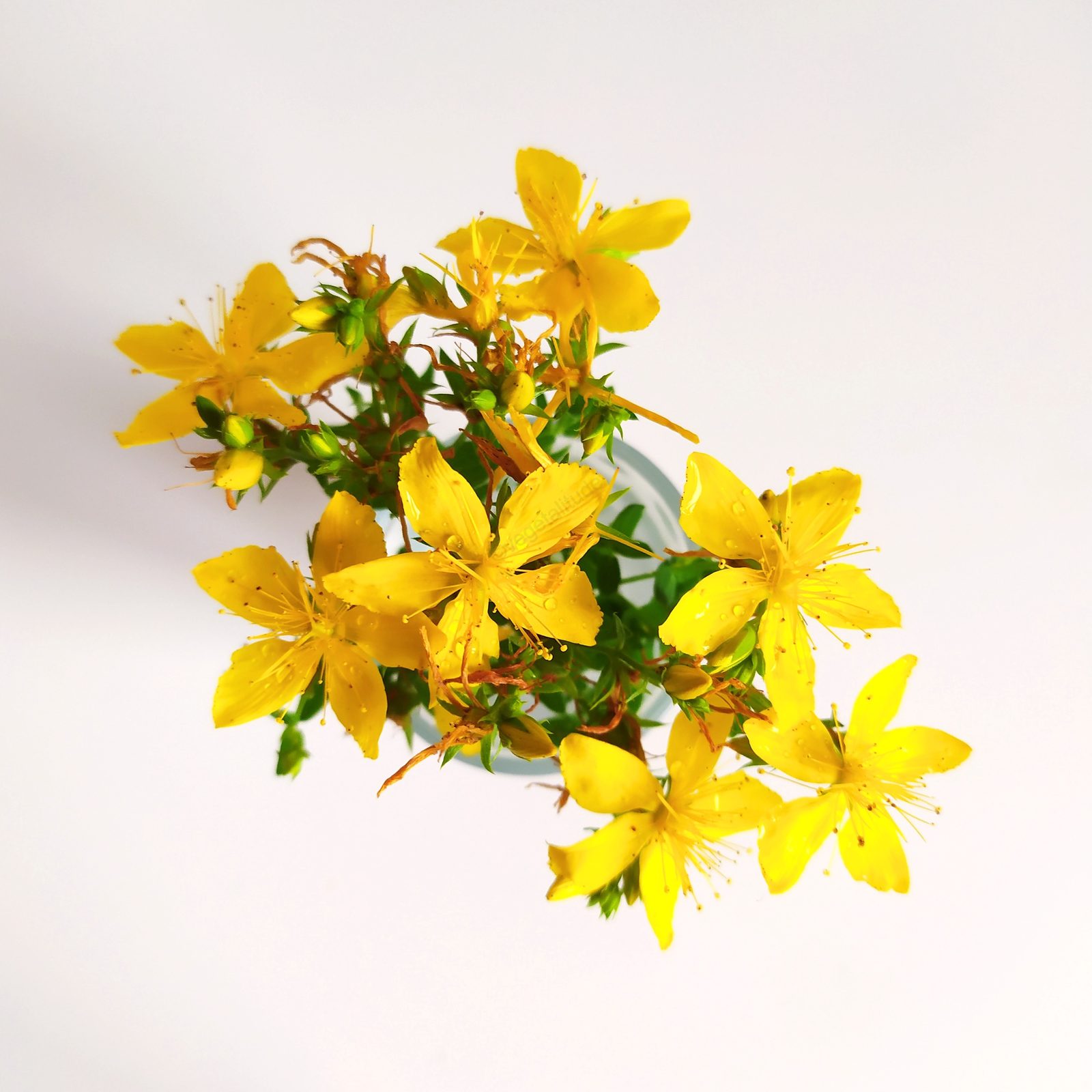 Fleurs de millepertuis