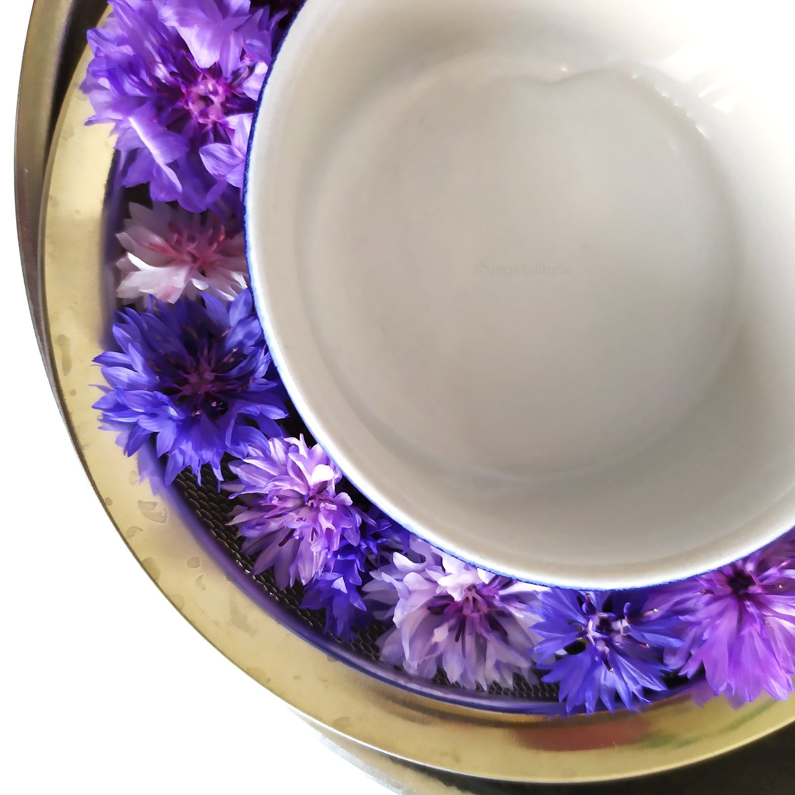 Faire un hydrolat de bleuet maison