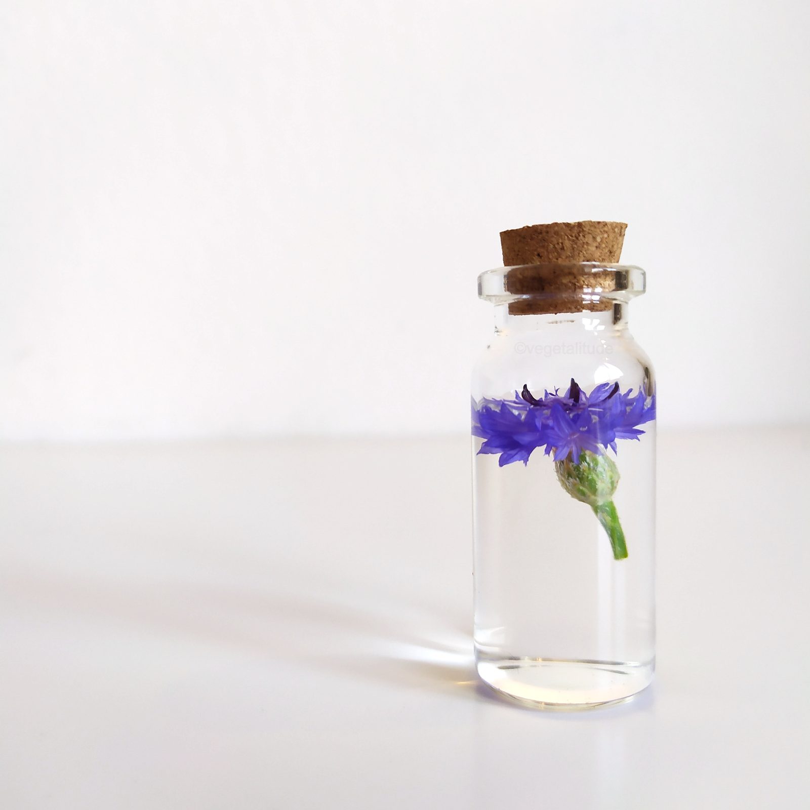 Eau florale de centaurea cyanus