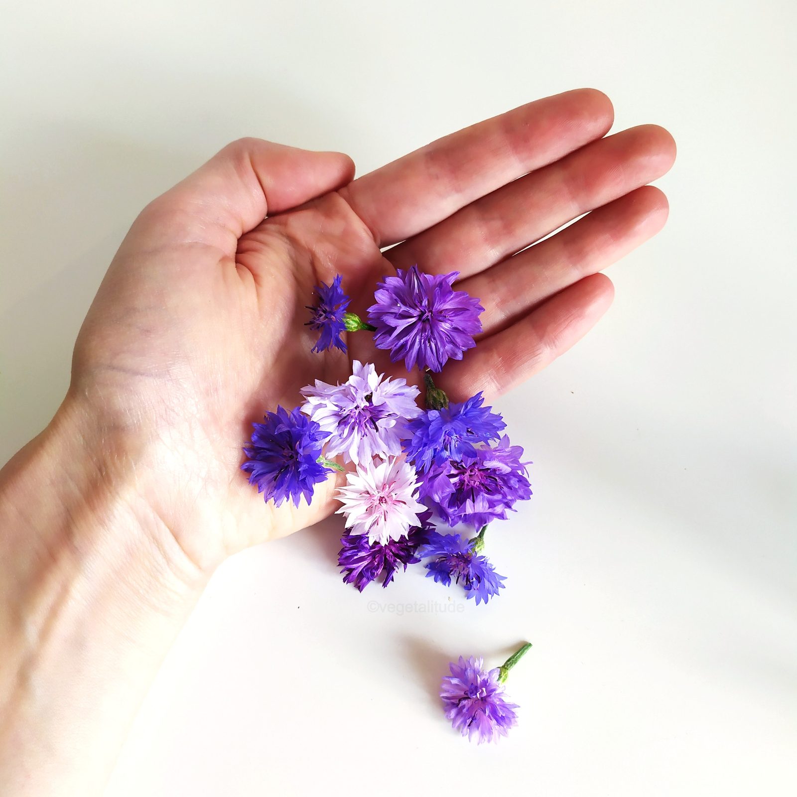 Cueillette de centaurea cyanus
