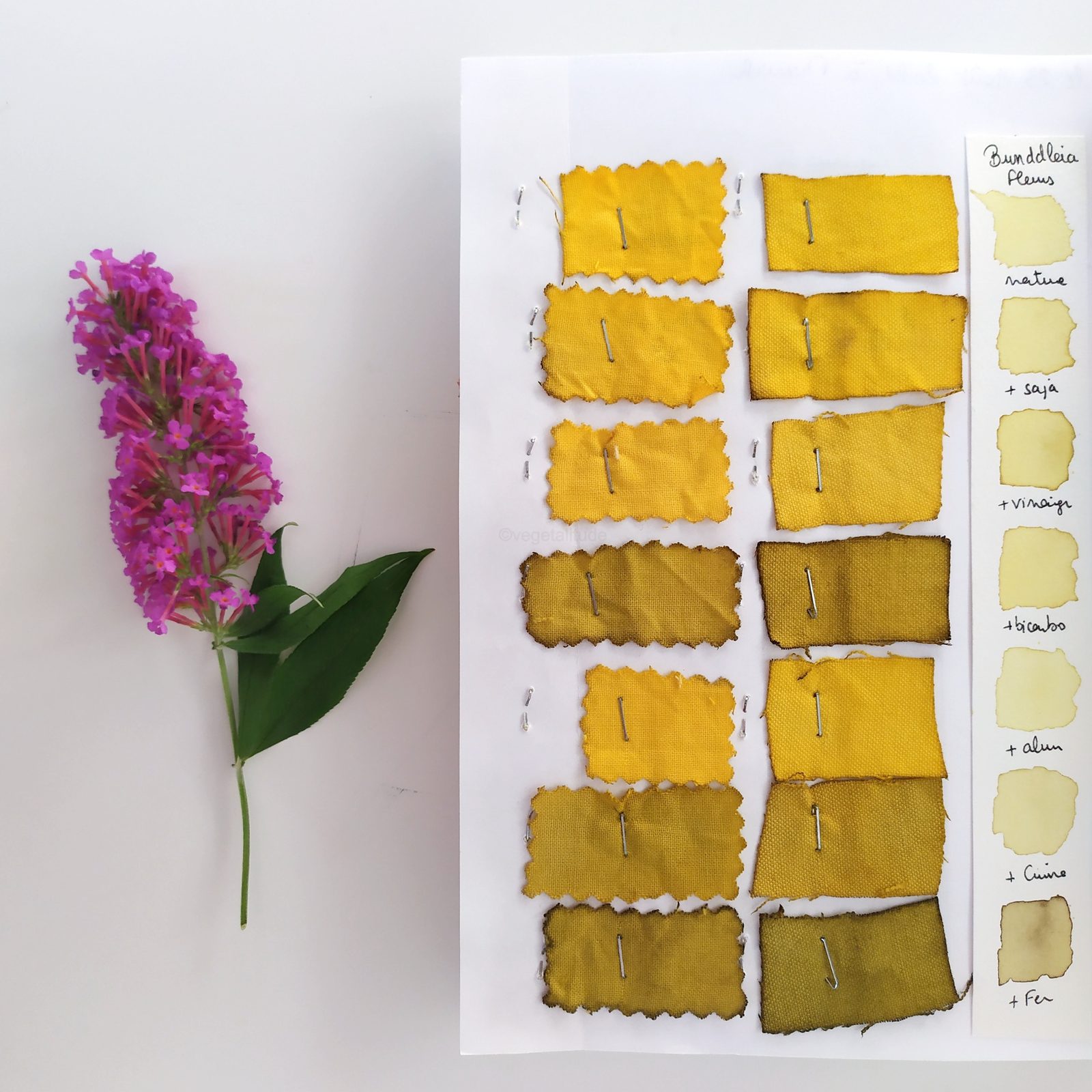 nuancier de teintures végétales aux fleurs de buddleia