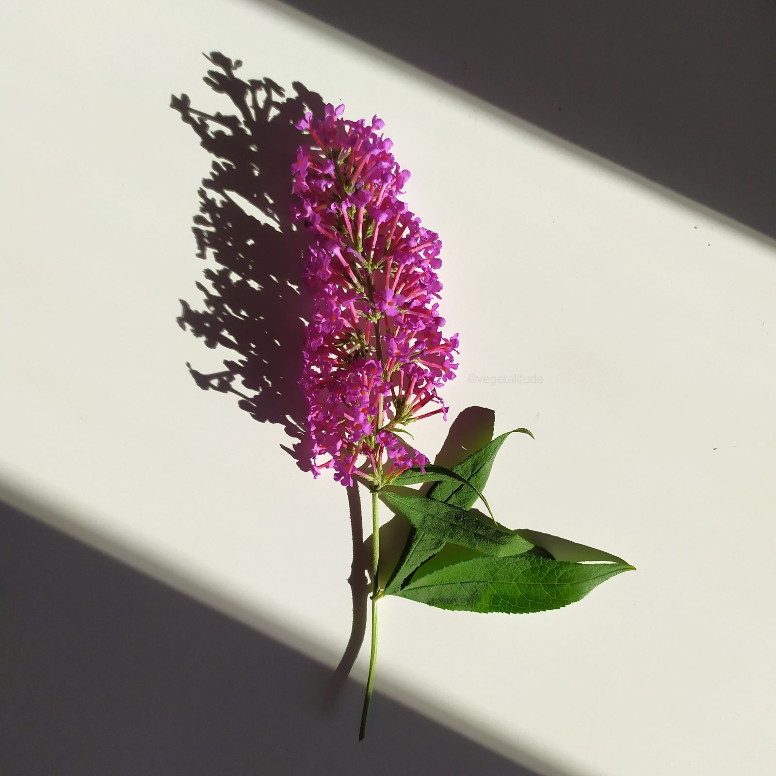fleur de buddleia