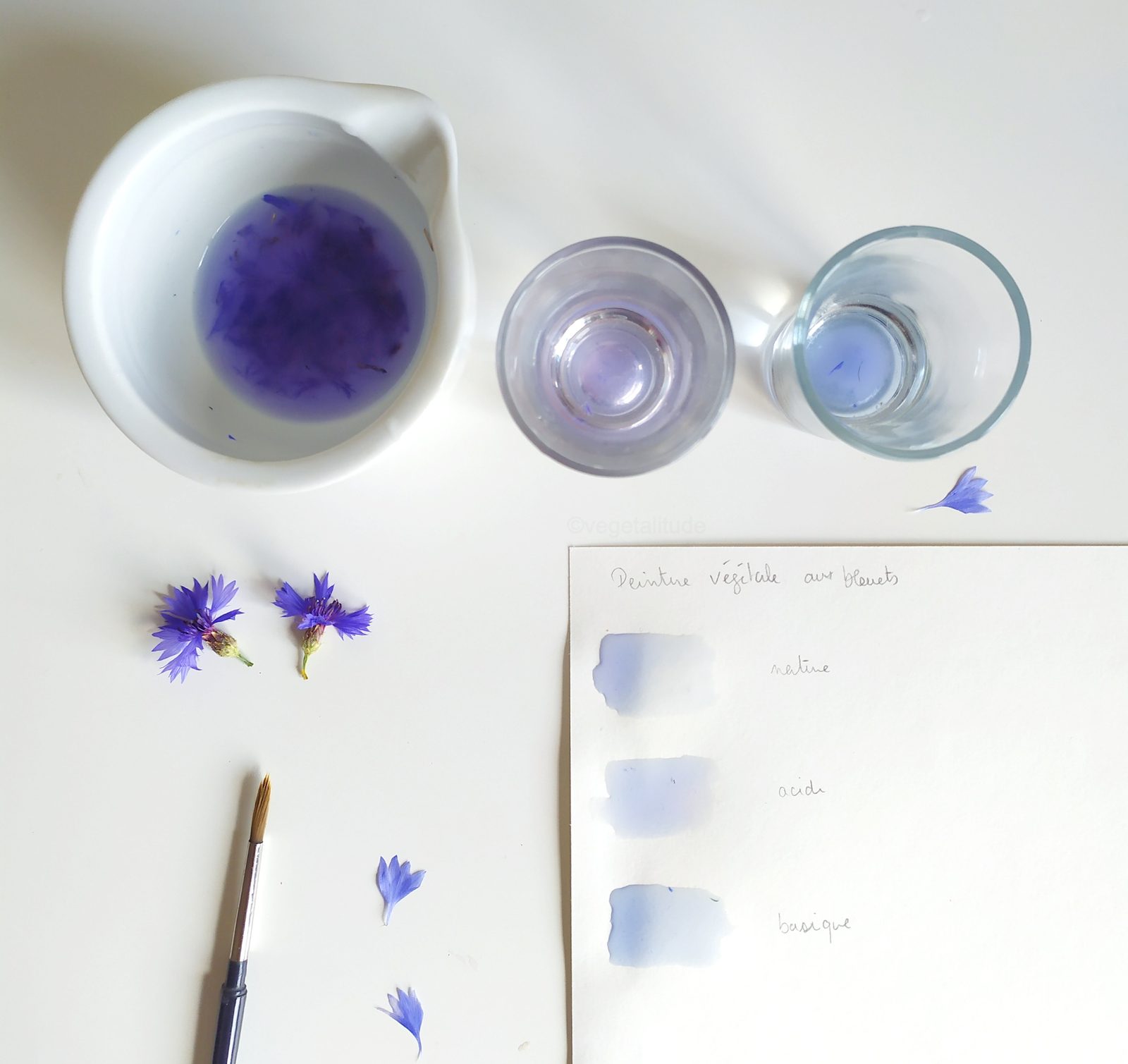 Peinture végétale de pétales de bleuet