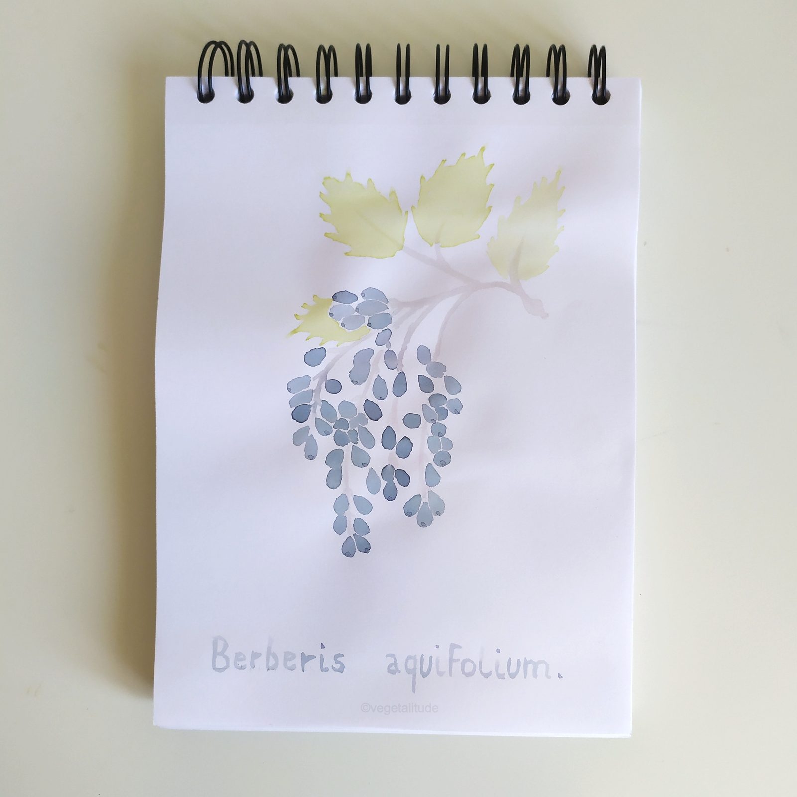 aquarelle botanique de baies de mahonia