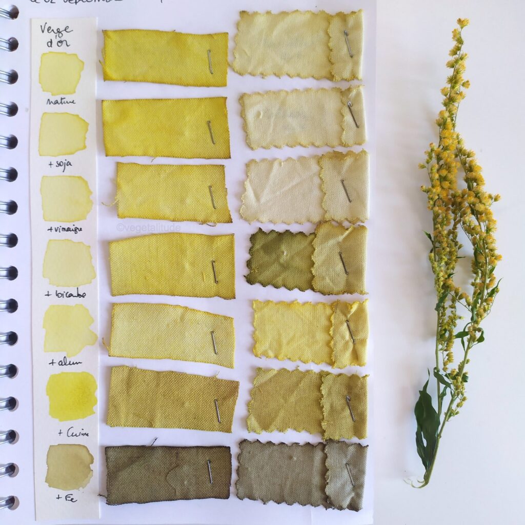 nuancier jaune de teinture aux verges d'or