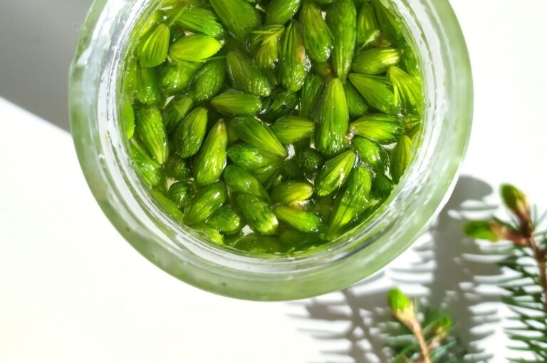 Sirop de bourgeons d’épicéa