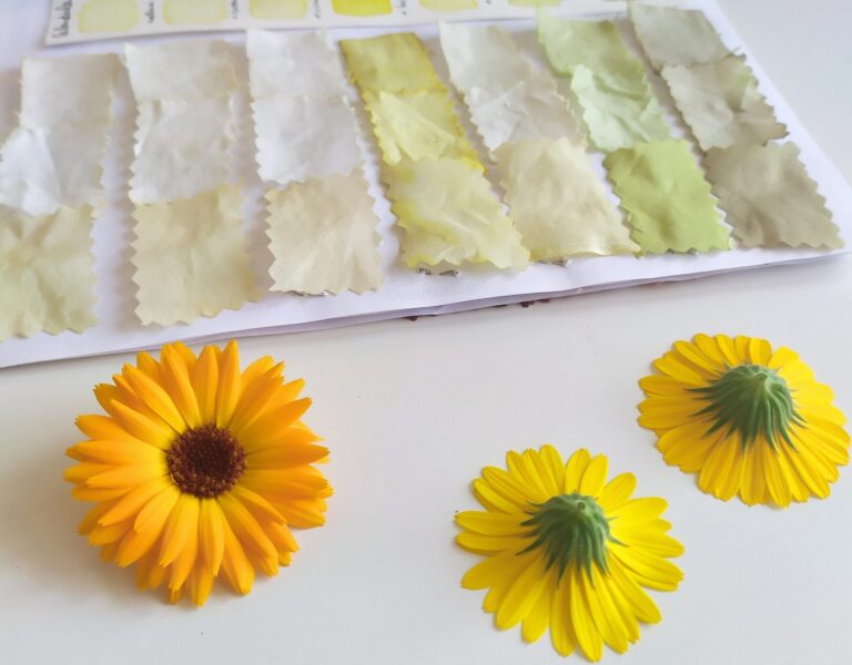 Teinture aux fleurs de calendula