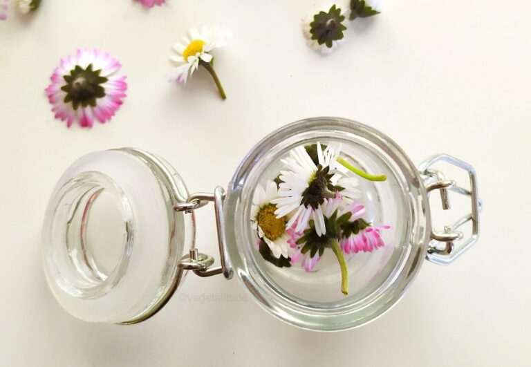 Macérât huileux de Bellis perennis