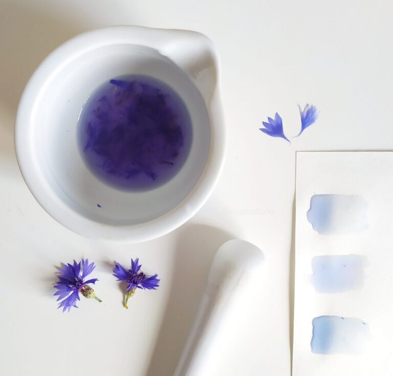 Peinture végétale de bleuet